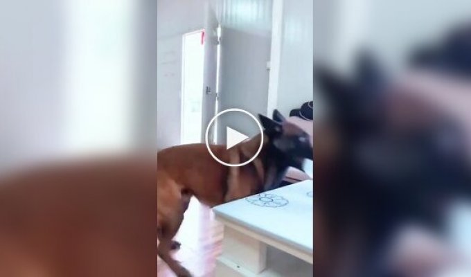 Бельгийская овчарка малинуа: Собака-паркурщик в деле