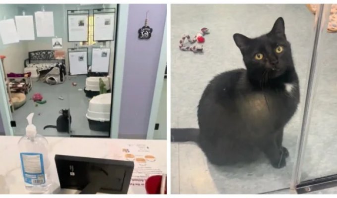 Кот каждый день садился у двери, ожидая своих будущих хозяев (3 фото + 2 видео)