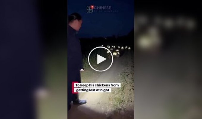 В Китае фермер сшил для куриц светоотражающие жилеты
