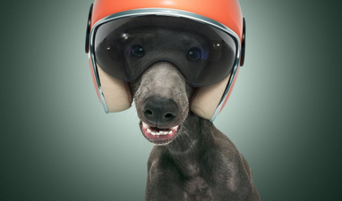 ТОП-13 самых быстрых пород собак в мире (13 фото)