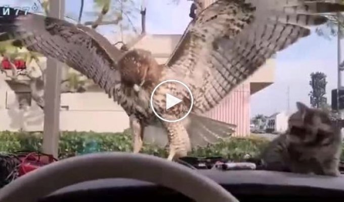 A motorist captured a hawk hunting a kitten.