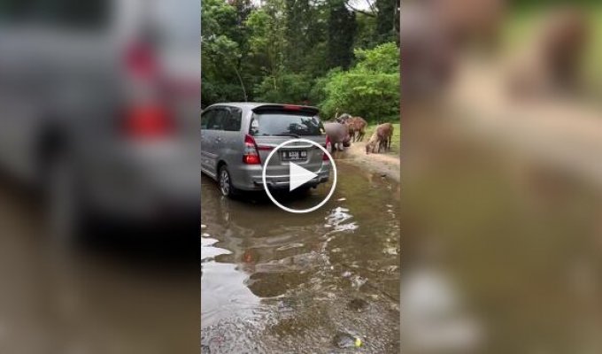 Самый большой автомобиль