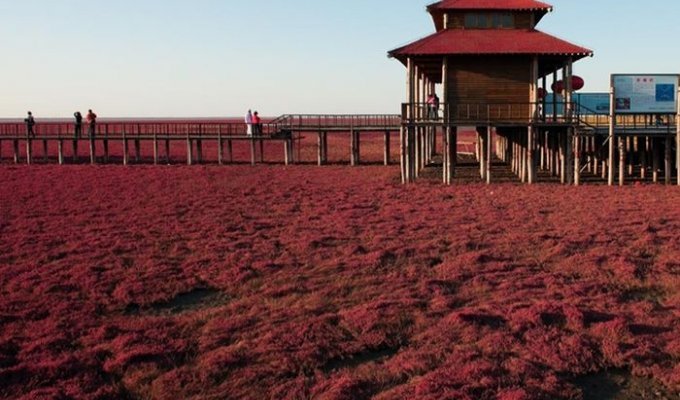 Необычный "Красный пляж" в Китае (10 фото)