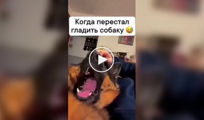 Реакции собак, которых перестали гладить хозяева