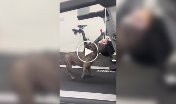Пес пытается добраться до пончика