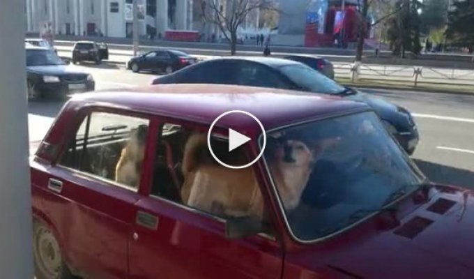 Собачья охрана машины