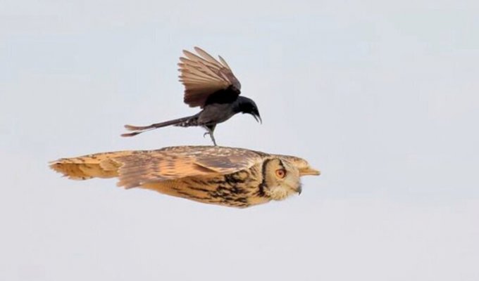 Нахальная чёрная птица села прямо во время полёта на спину сове (4 фото)