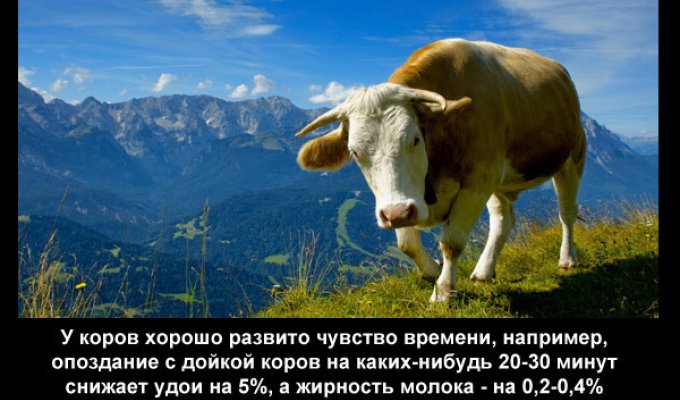 Интересные факты о коровах (5 фото)