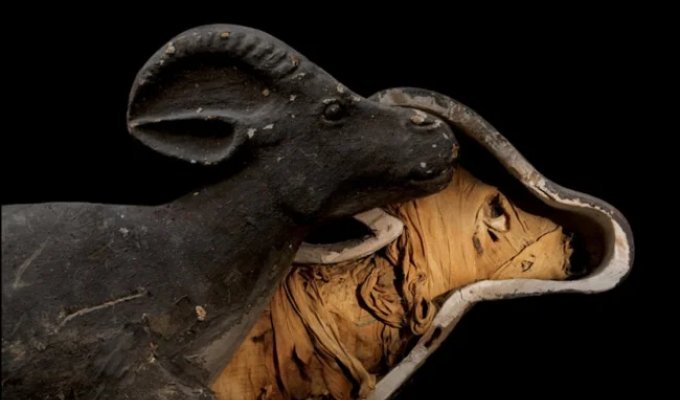 Mummy... Pets of the Pharaohs (7 photos)
