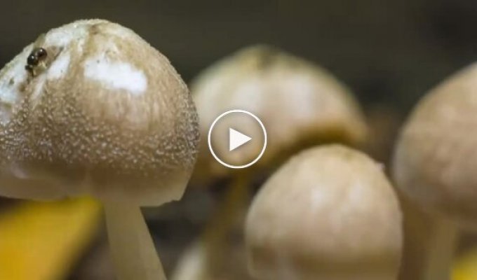 Рост грибов в таймлапсе