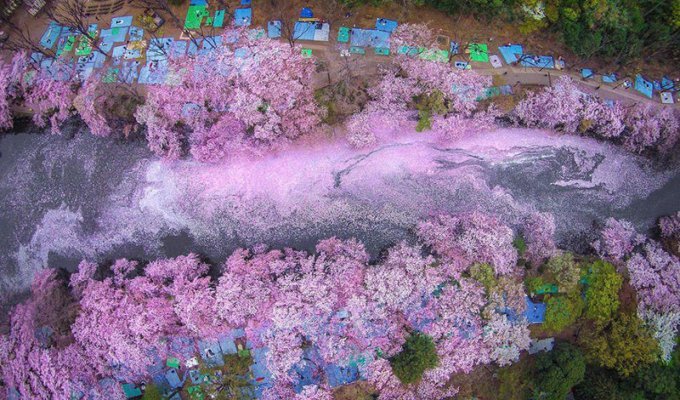 16 волшебных фотографий весеннего цветения в Японии от National Geografic (16 фото)