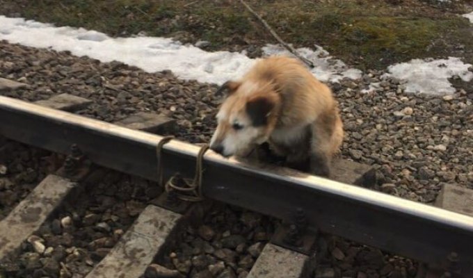 Ради спасения привязанной к рельсам собаки машинист остановил поезд у станции Антропшино (3 фото)