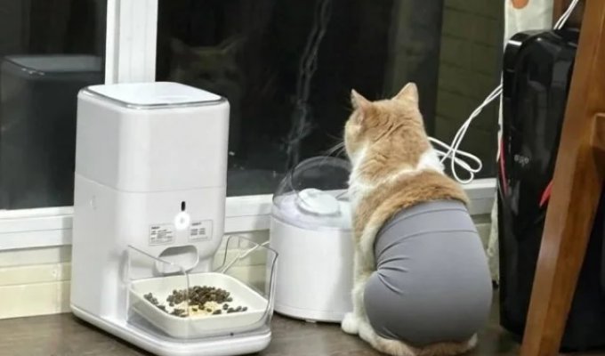 Cat leggings were invented in Asia (4 photos)