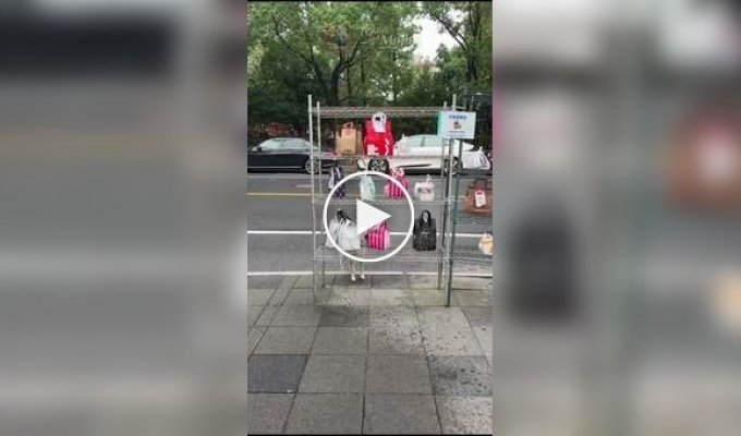 Пес забирает заказ с едой в Китае