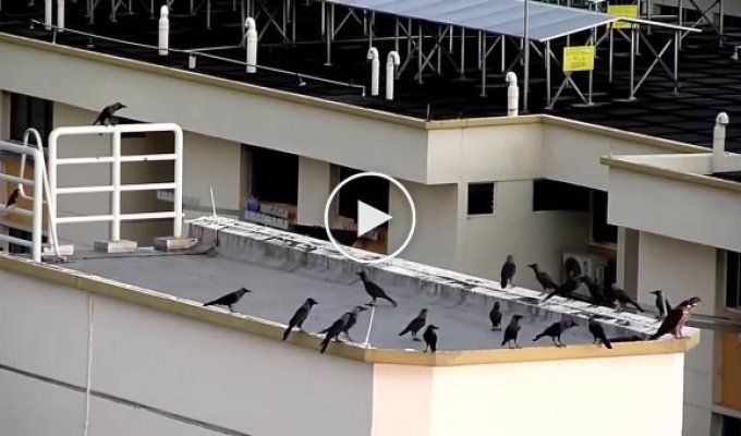 Зачем вороны клюют других животных за хвост