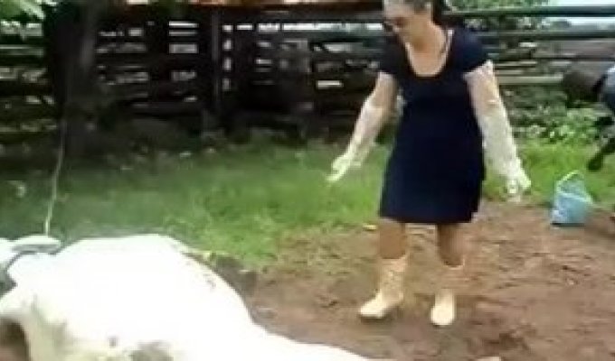 Женщина гладит спящую корову (жесть)