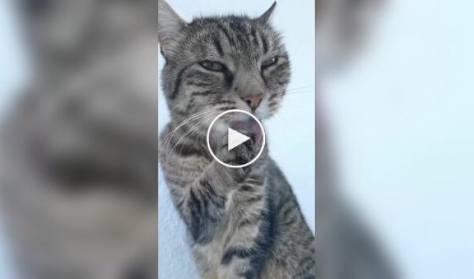Пушистые соблазнители