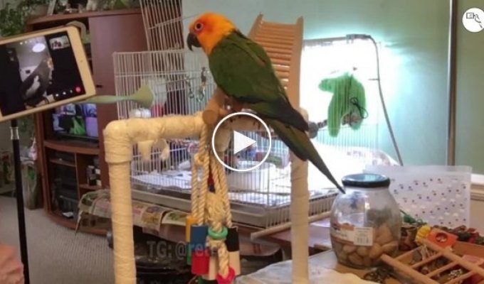Ученые научили попугаев говорить друг с другом по видеосвязи, чтобы им было не одиноко