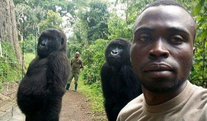 Работники заповедника в Конго сделали селфи с гориллами (4 фото)