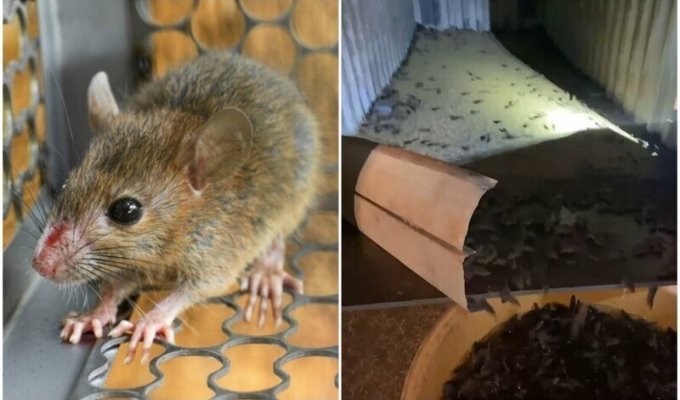 Мыши в Австралии начали есть друг друга и кусать людей по ночам (5 фото + 1 видео)