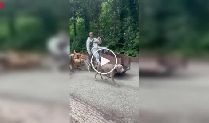 Перехожі зняли самого епічного вигульника собак в Амстердамі