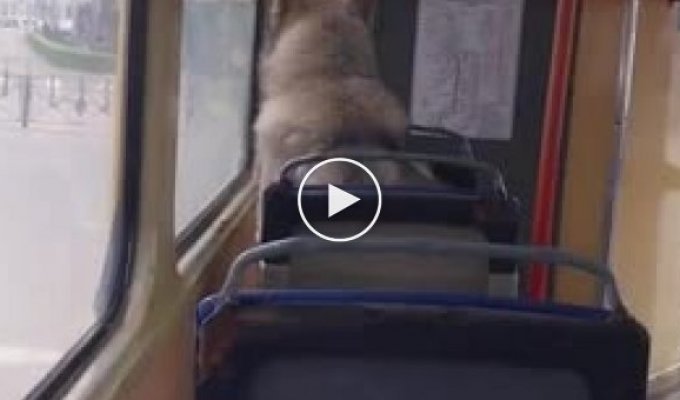 A dog without a ticket on a tram. Odessa