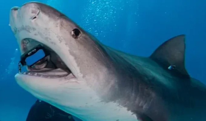 Tried to take a selfie: a tiger shark swallowed an iPhone and showed itself from the inside (2 photos + 1 video)