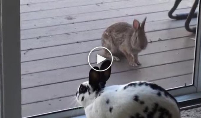Домашний кролик в раскраске далматинца, привлек внимание диких кроликов