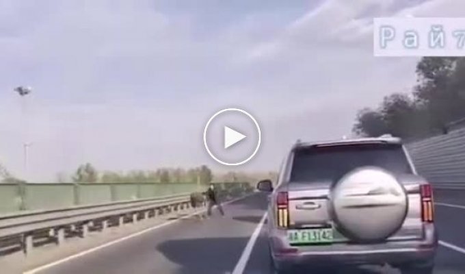 Сбежавший страус не дался в руки владельца на китайской магистрали
