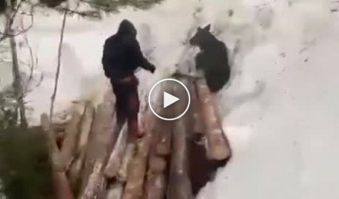 В Якутии рабочие спасли застрявшего под бревнами лосенка