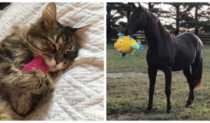 25 charming pets that are not able to part with their beloved toys (26 photos)