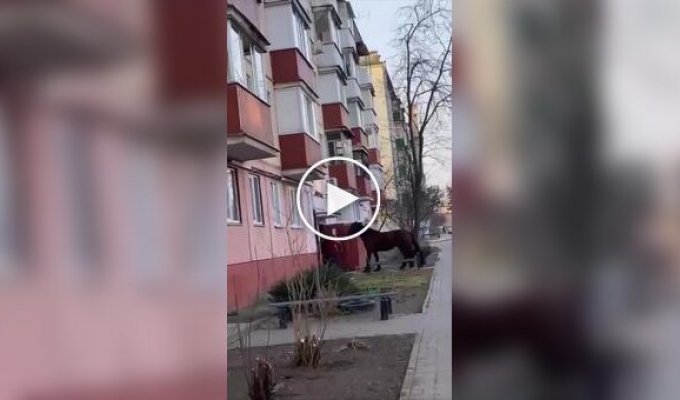A drunk Belarusian brought home a horse as a surprise for his son in Gomel