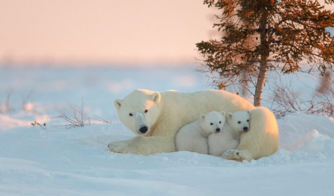 Белые медведи (18 фото)