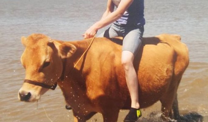 В Новой Зеландии девочка превратила корову в лошадь (7 фото)