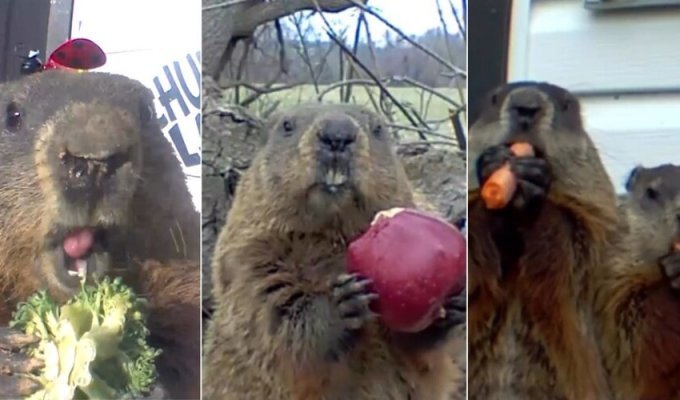 A family of marmots has been thriving in a farmer’s garden for 6 years (3 photos + 2 videos)