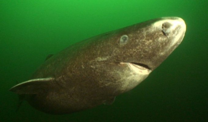 Гренландская акула - самое долгоживущее животное на планете (8 фото + 2 видео)