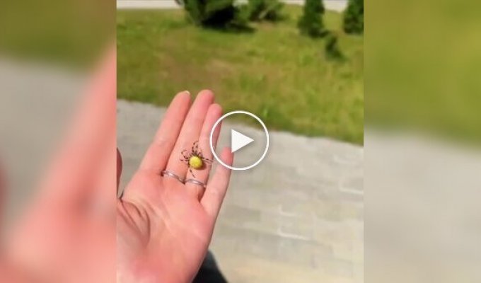 Девушка в Австралии достала из автомобиля крупного паука