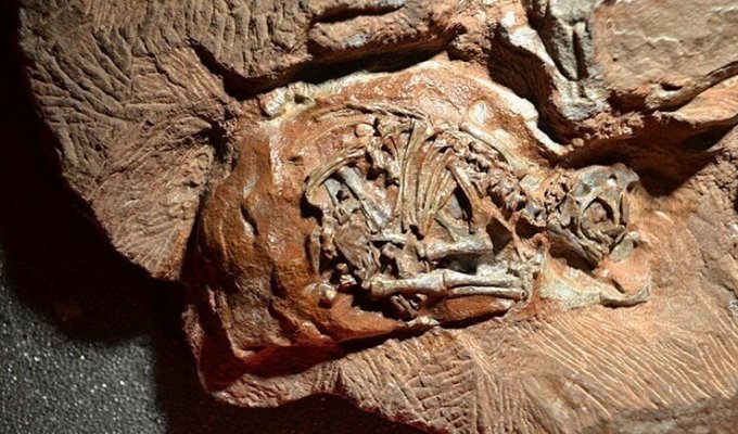 Как выглядит эмбрион в самом древнем яйце динозавра (7 фото)