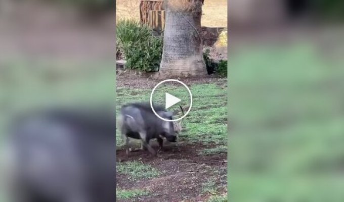 Timon and Pumbaa in real life