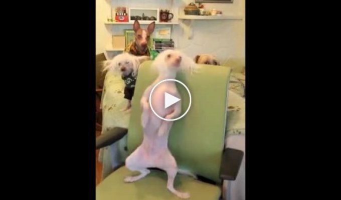 Забавная собака танцевака