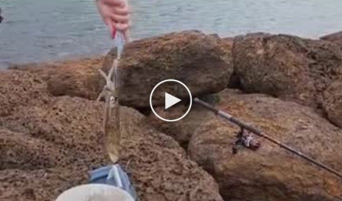 Рыбалка на кальмаров и его ответ рыбаку