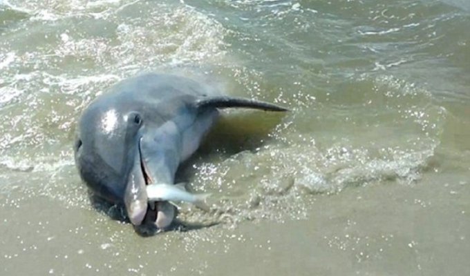 Аттракцион неслыханной жадности: дельфины выбрасываются за рыбой на берег (4 фото)