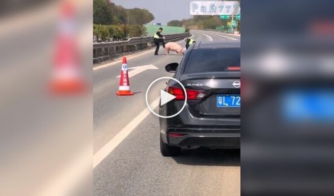 Chinese police try to chase pig off road