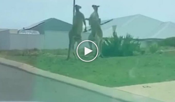 Violent fight for territory and kangaroos