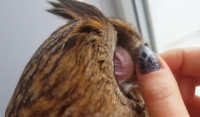 Ось так виглядає вухо сови (4 фото + 1 відео)