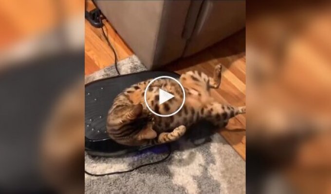 Кошка нашла себе вибромассажер