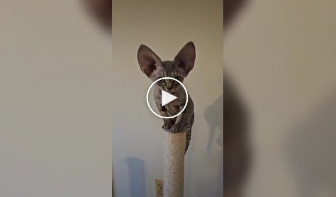 Девон-рекс: чарівна вухаста порода котів