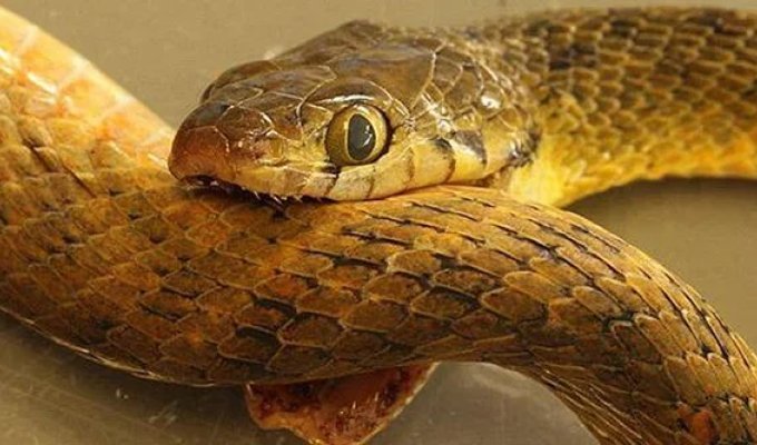 What happens if a poisonous snake bites itself? Unexpected Results of Observations (6 photos)