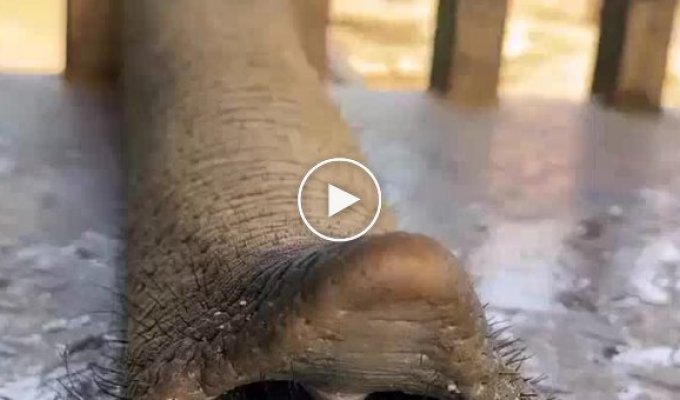Слон, поедающий бананы, стал знаменитостью в Сети