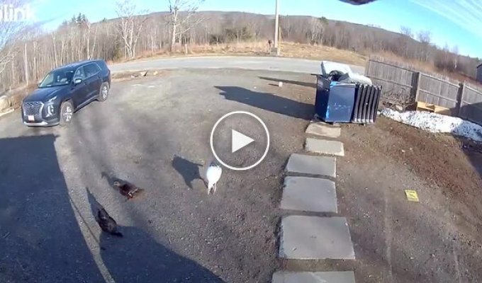 Смелый охранник с крыльями: гусь не пустил курьера на ферму